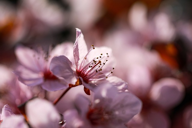 花朵 梅花 春天 - 上的免费照片