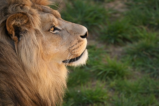 狮子 动物 野生动物 - 上的免费照片