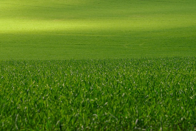 草地 草 群落生境 - 上的免费照片