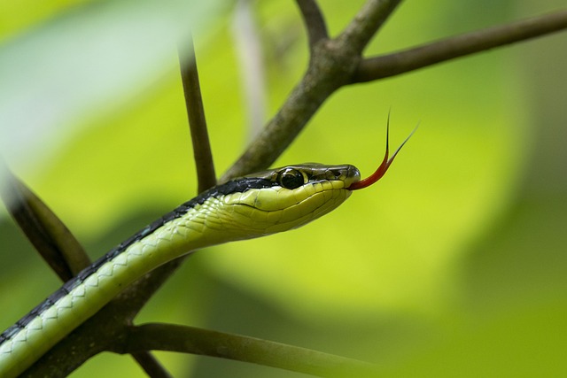 蛇 爬虫 野生动物 - 上的免费照片