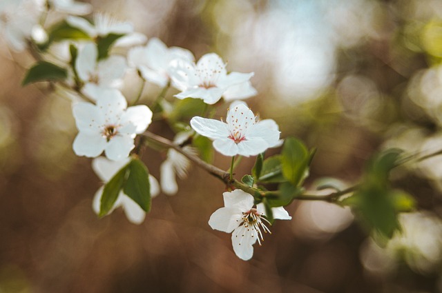 梅花 花朵 春天 - 上的免费照片
