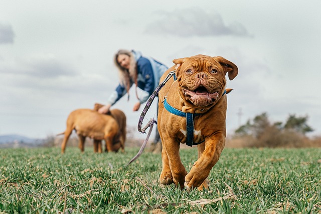 波尔多Mast犬 草 跑步 Dogue De - 上的免费照片