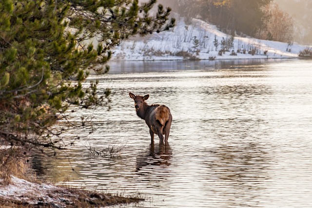 麋鹿 动物 河 - 上的免费照片