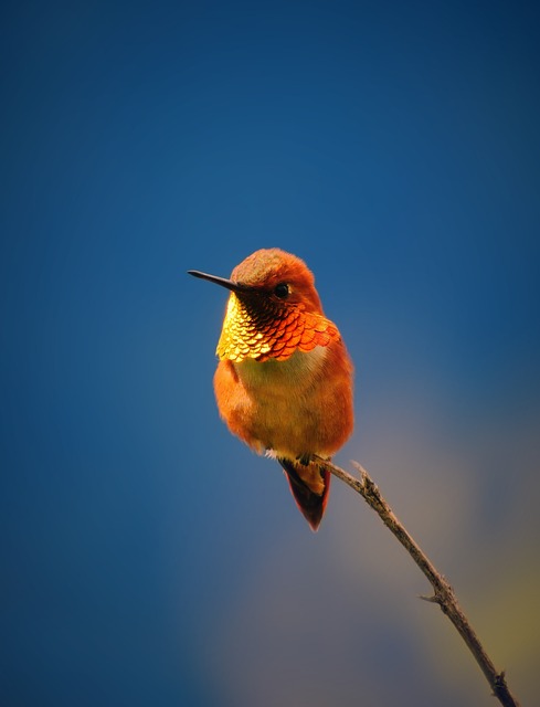 蜂鸟 棕红色 鸟 - 上的免费照片