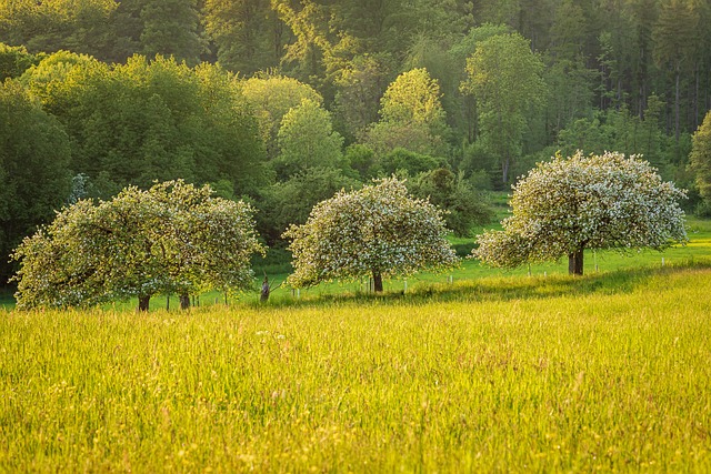 草地 景观 果树 - 上的免费照片