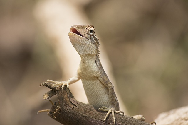 东方园的蜥蜴 爬虫 动物 - 上的免费照片
