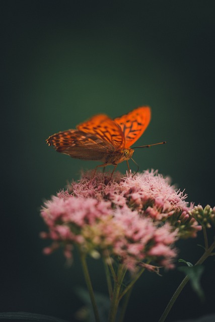 斑点的乡村 蝴蝶 昆虫 - 上的免费照片