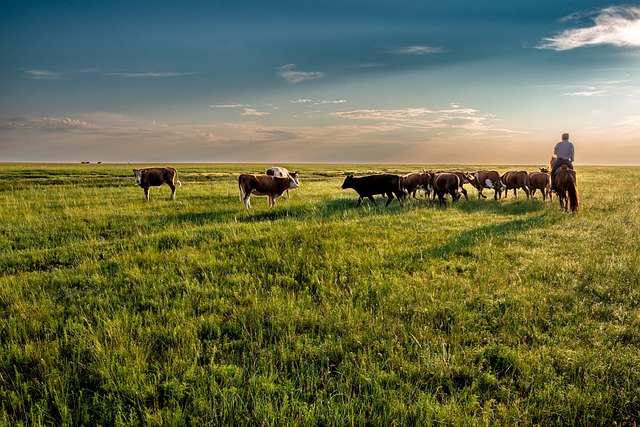 奶牛 草原 放牧 - 上的免费照片