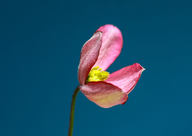 花 植物群 兰花 - 上的免费照片