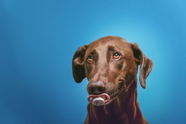 狗 Hunde 奶嘴 - 上的免费照片