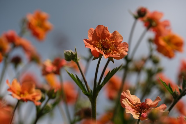 花 植物 花瓣 - 上的免费照片
