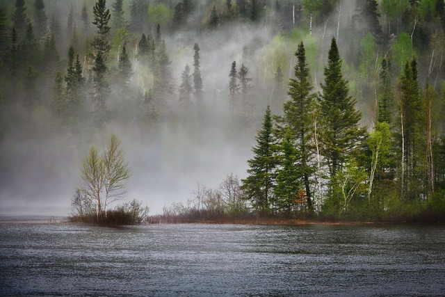 河 森林 多雾路段 - 上的免费照片