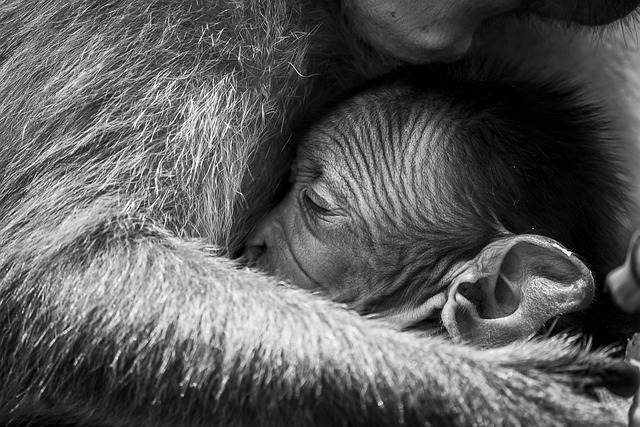 猕猴 猴宝宝 动物 - 上的免费照片