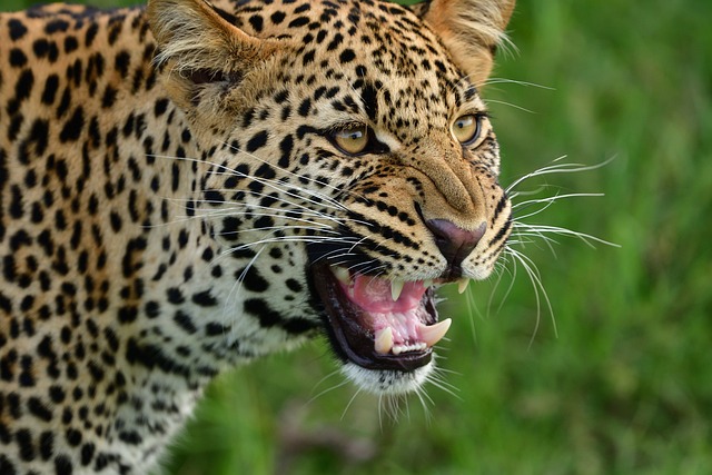 豹 野生动物 马赛马拉 - 上的免费照片