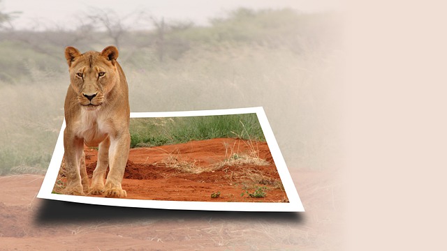 狮子 母狮 动物医院 - 上的免费图片