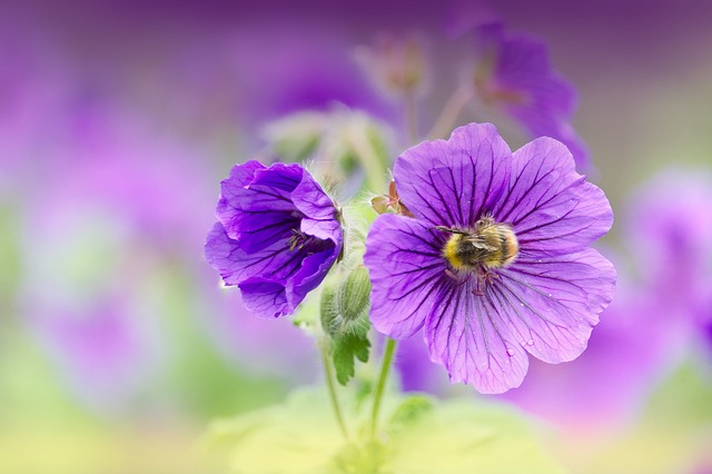 花朵 蜜蜂 花粉 - 上的免费照片