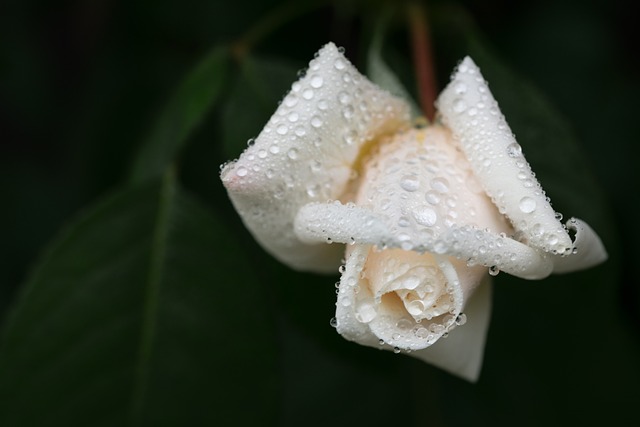 悲伤 白玫瑰 露珠 - 上的免费照片