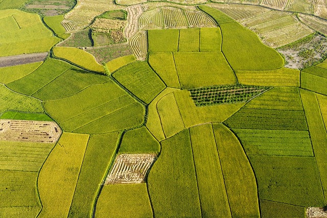 稻田 农业 黄金季节 - 上的免费照片
