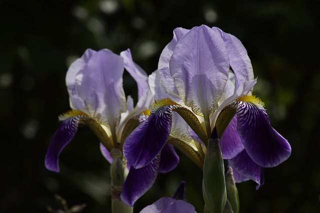 剑百合 有胡子的虹膜 花朵 - 上的免费照片