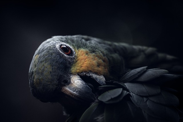 鸟 鹦鹉 热带鸟 - 上的免费照片
