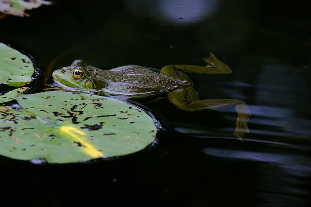 青蛙 池塘 树蛙 - 上的免费照片