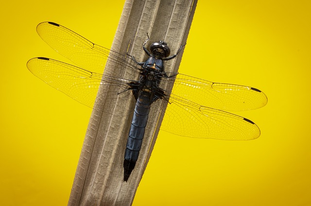 丹卡尔 东兰尼 蜻蜓 - 上的免费照片
