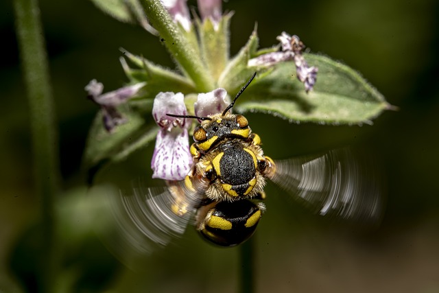 昆虫 蜜蜂 大花花 - 上的免费照片