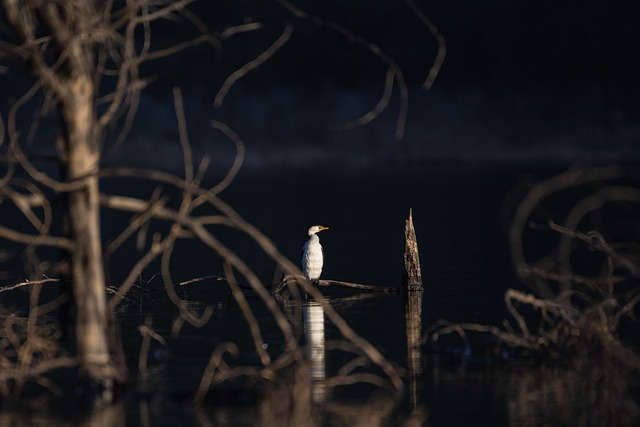 小鸬鹚 鸟 湖 - 上的免费照片
