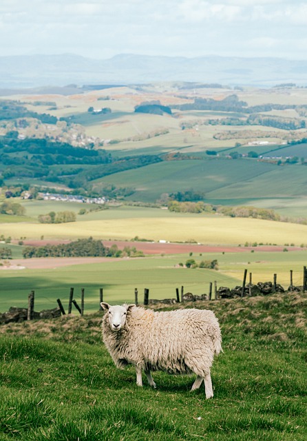 苏格兰 羊 牧场 - 上的免费照片