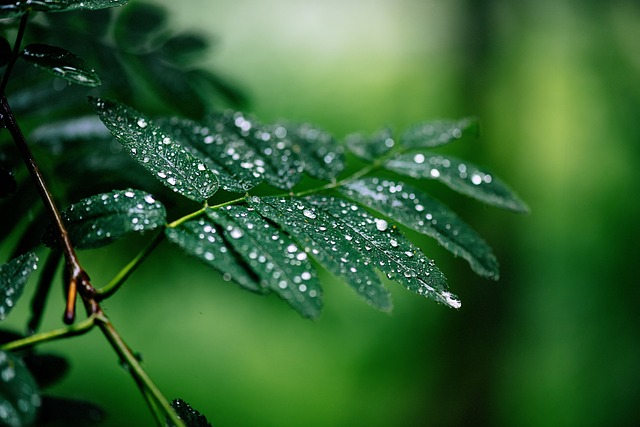 树 枝杈 树枝 降雨 - 上的免费照片