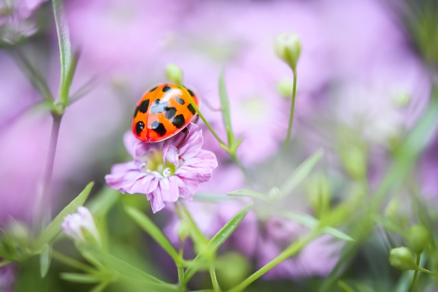 瓢虫 花 草地 - 上的免费照片