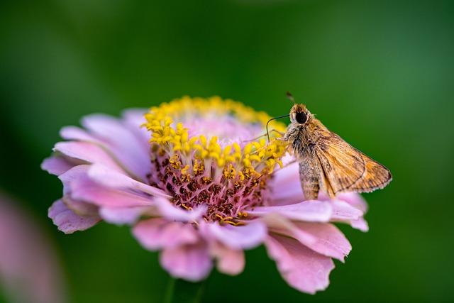 蛾 花 授粉 - 上的免费照片