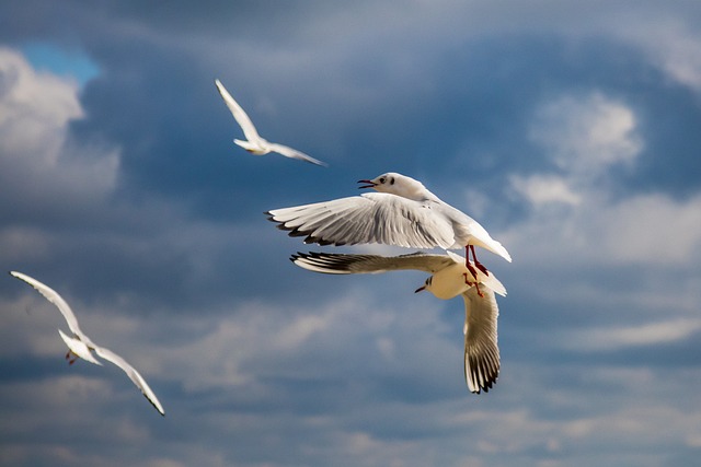 海鸥 鸟 天空 - 上的免费照片
