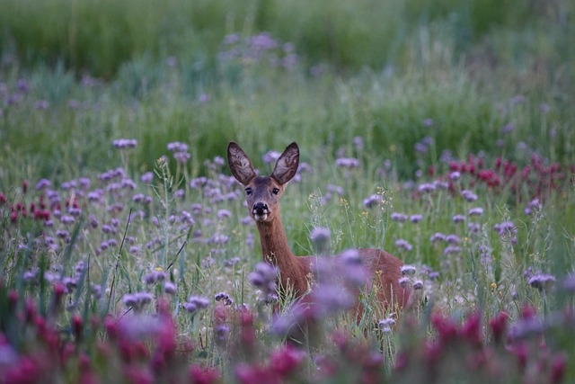 鹿 野生动物 自然 - 上的免费照片
