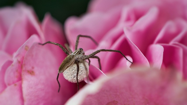 蜘蛛 掠食性蜘蛛 茧 - 上的免费照片