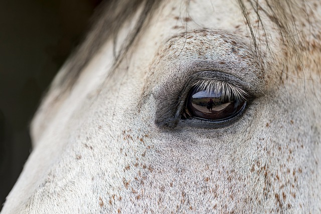 马 动物 眼睛 - 上的免费照片