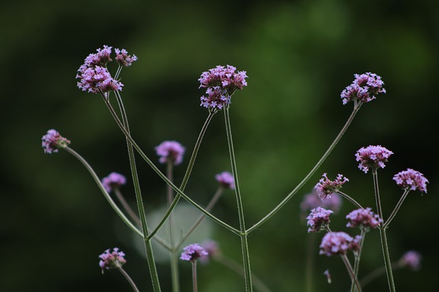 马鞭草 花朵 植物 - 上的免费照片