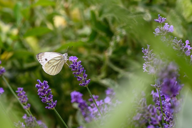 蝴蝶 昆虫 白 - 上的免费照片
