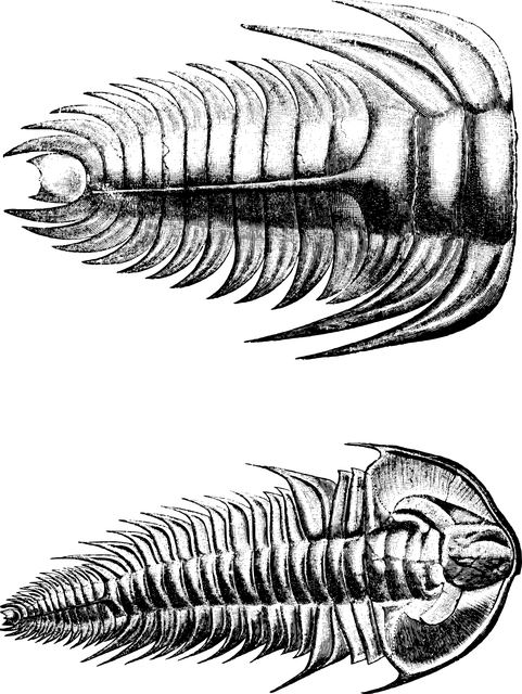 骨骼 三叶虫 化石 - 免费矢量图形