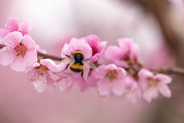 蜜蜂 桃花 昆虫 - 上的免费照片