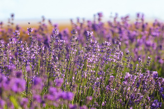 薰衣草 场地 紫色的 - 上的免费照片