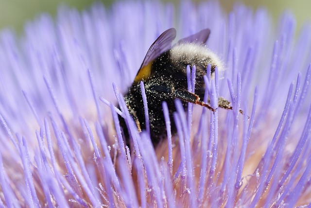 熊蜂 授粉 昆虫 - 上的免费照片