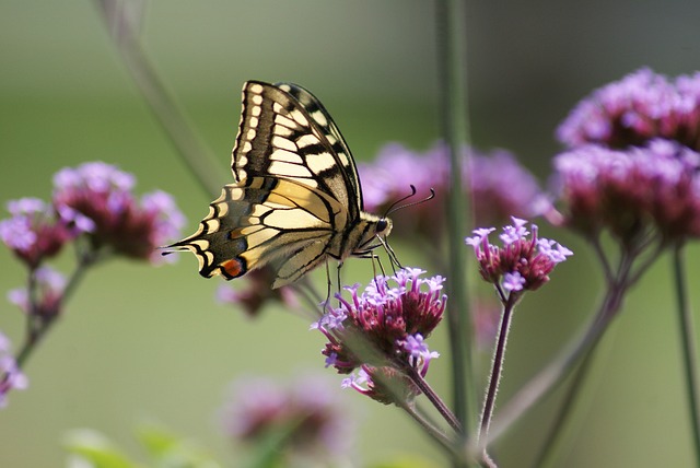蝴蝶 紫色的花朵 授粉 - 上的免费照片