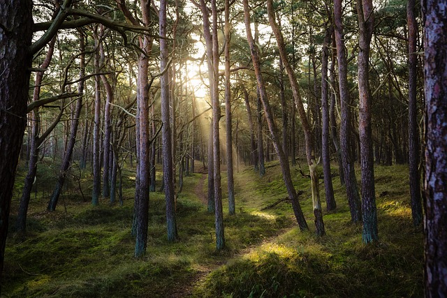 森林 自然 太阳 - 上的免费照片