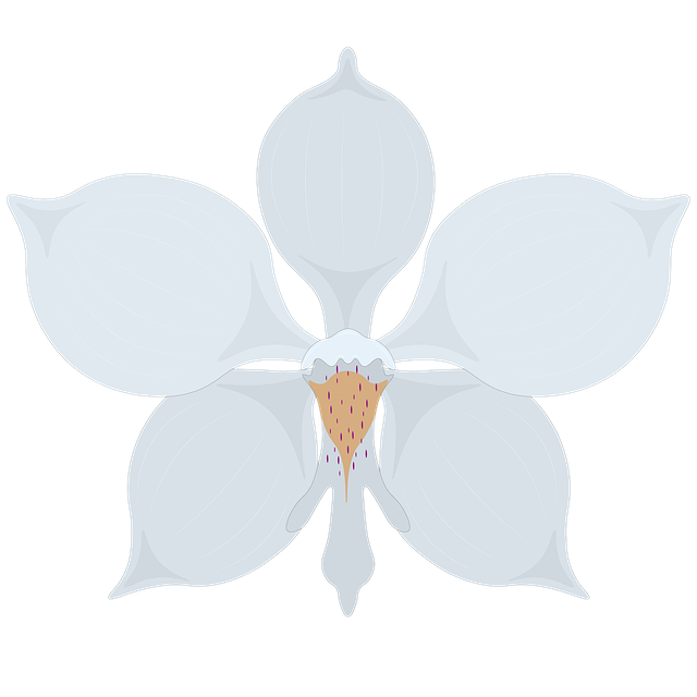 兰花 花 盛开 - 上的免费图片