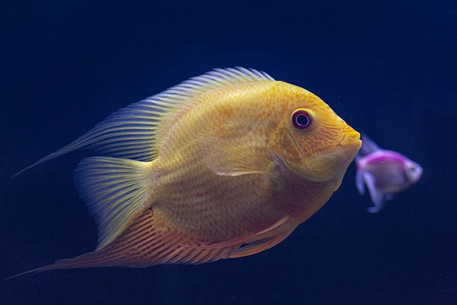 鱼 水下 黄鱼 - 上的免费照片