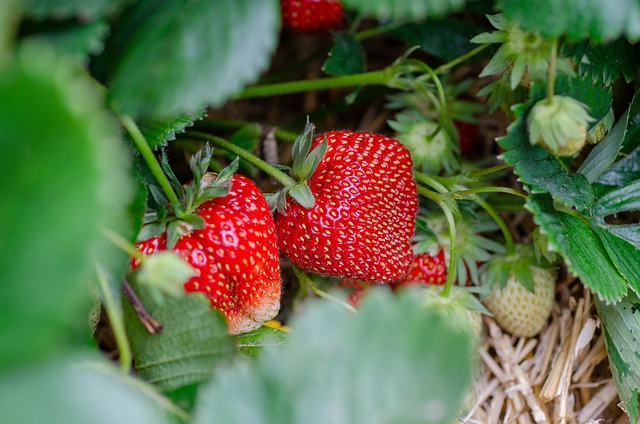 草莓 草莓补丁 草莓园 - 上的免费照片