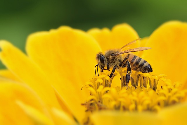 蜜蜂 百日草 授粉 - 上的免费照片