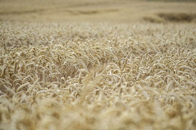 玉米穗 小麦 收成 - 上的免费照片