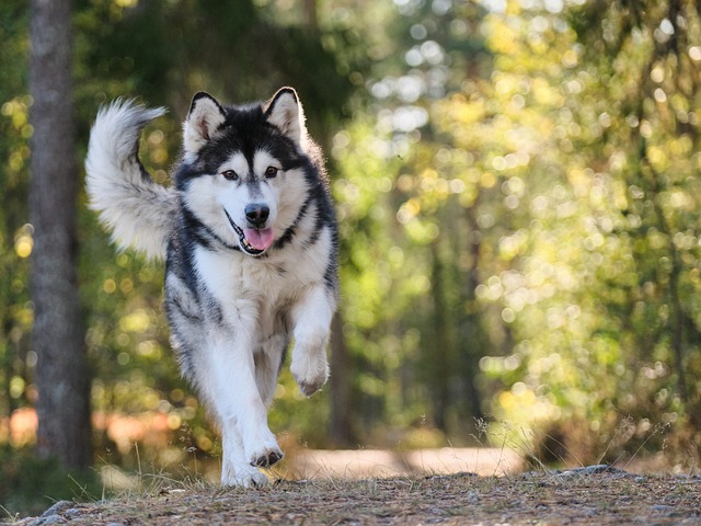 狗 犬类 可爱的 - 上的免费照片